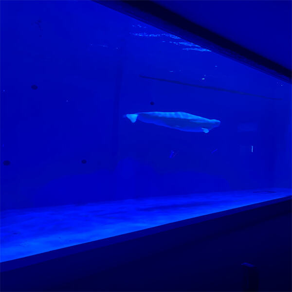 How to Increase Productivity with a Commercial Fish Tank System