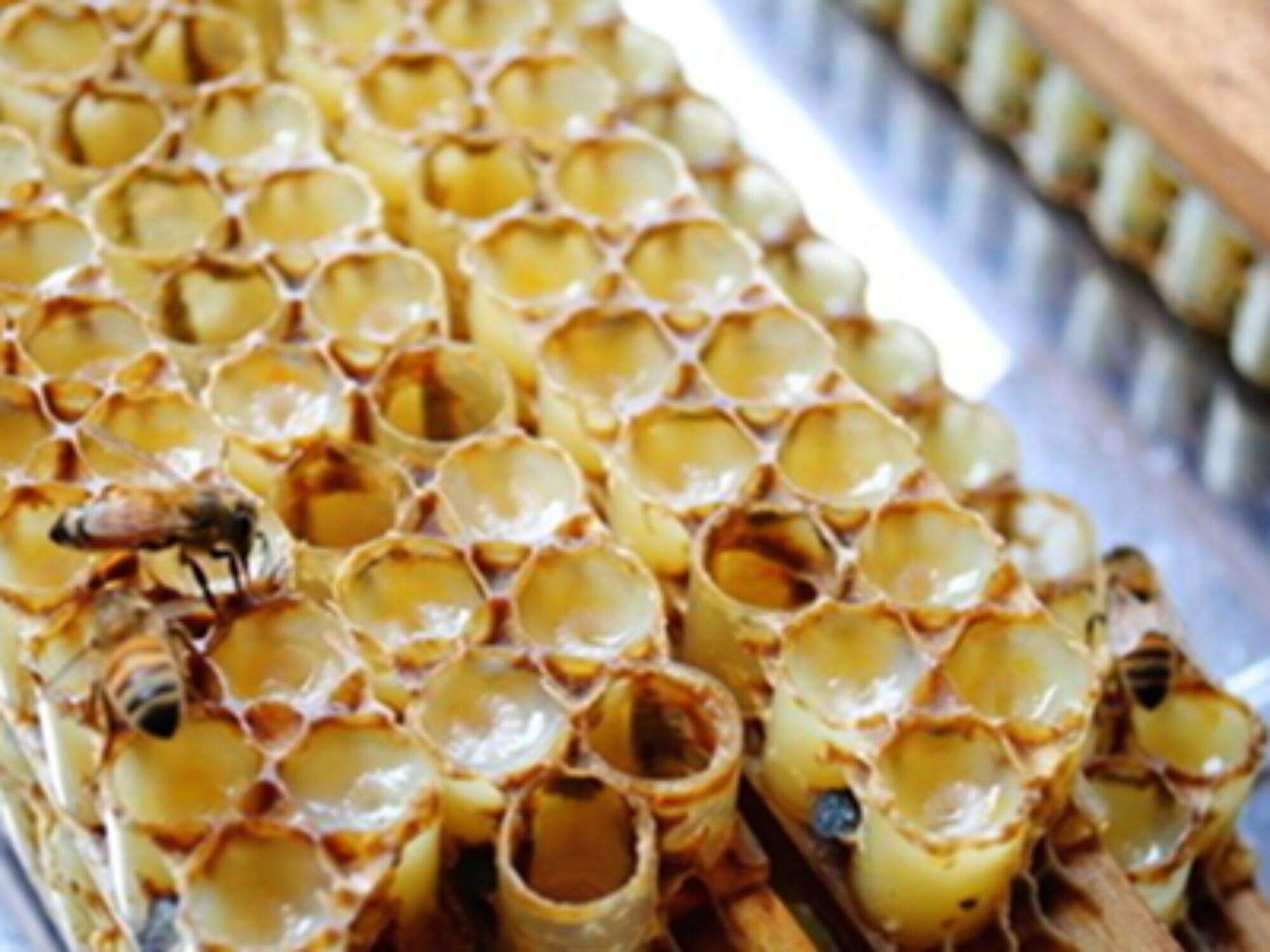 What is Royal Jelly?