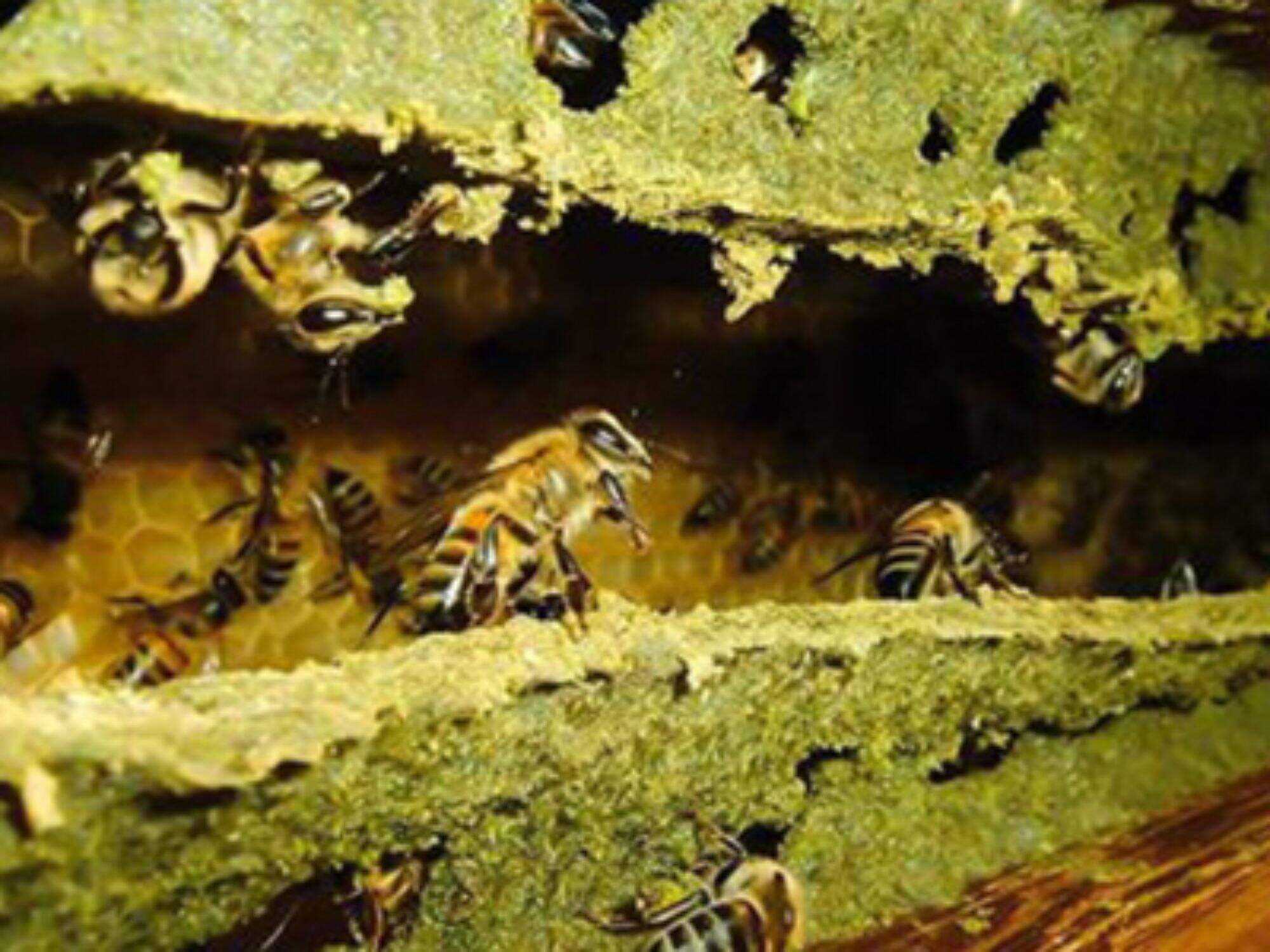 What's the difference between Brazilian propolis and Chinese propolis?