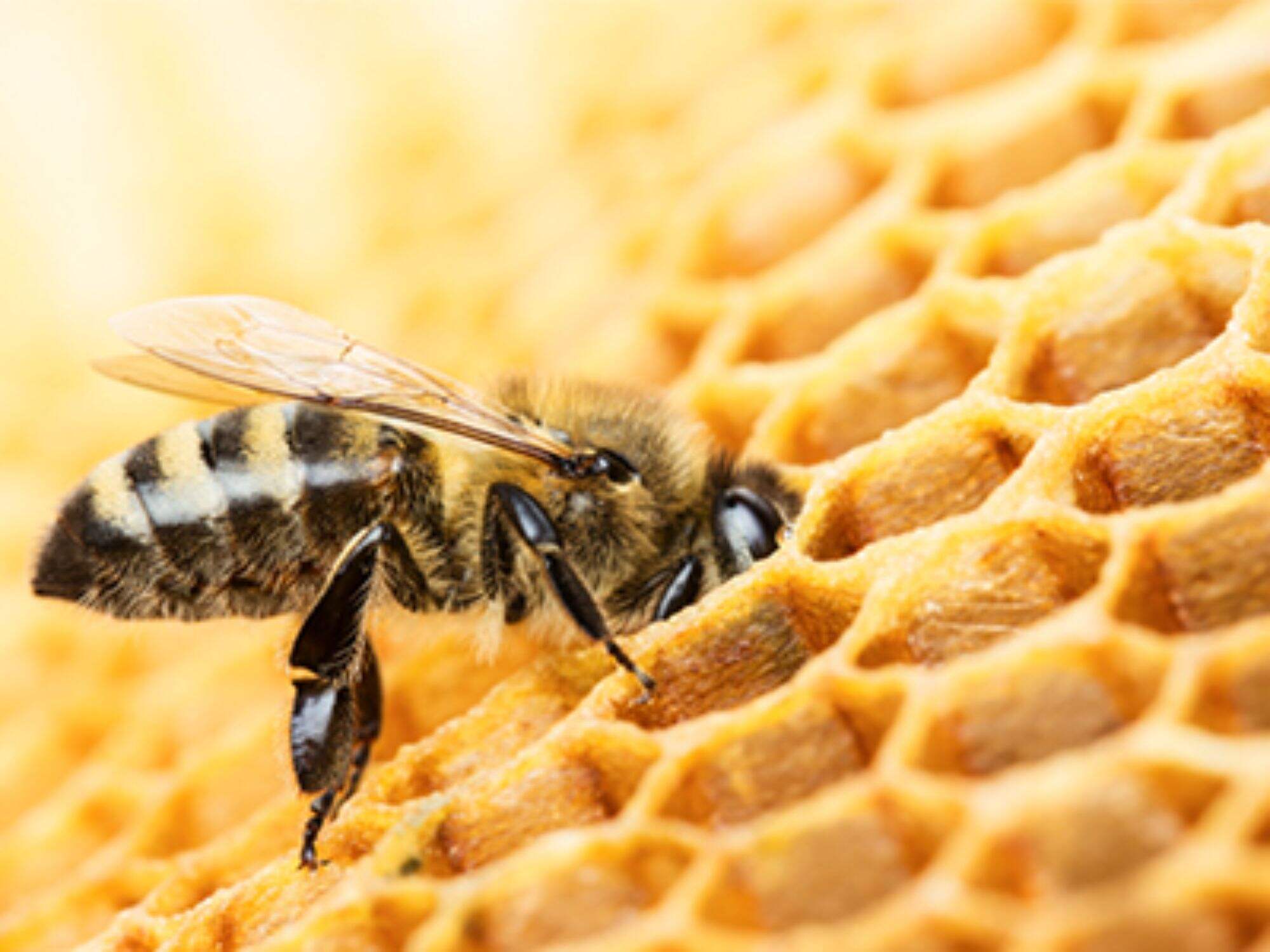 What is Beeswax?