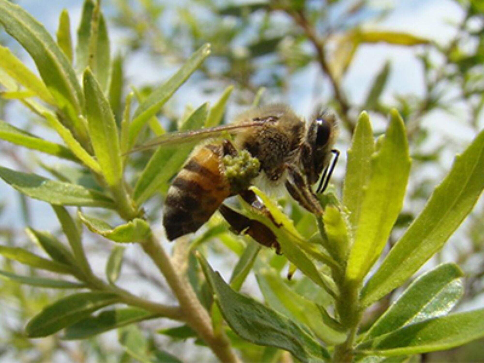 Brazilian Propolis