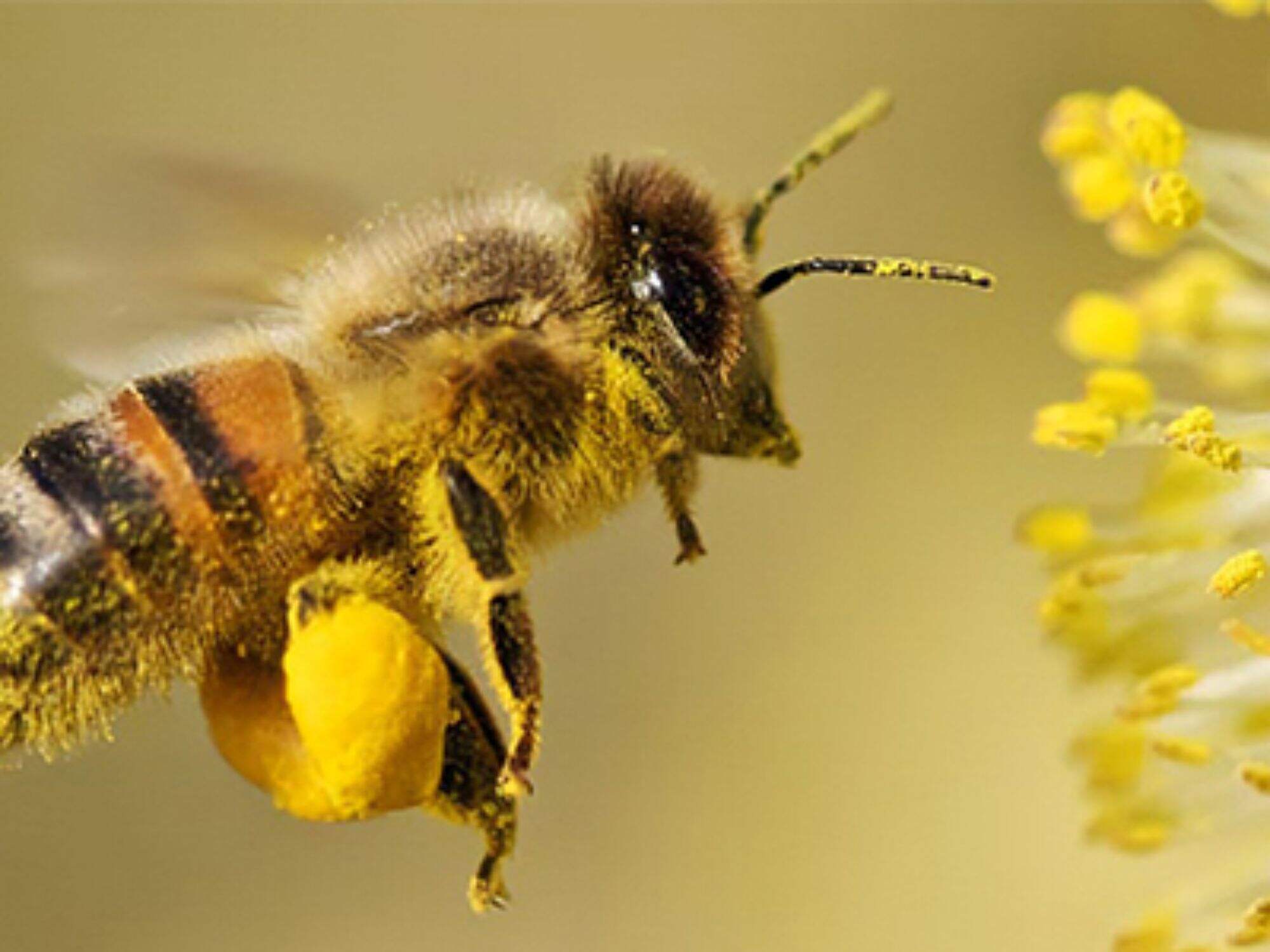 What are the applications of bee pollen in health care? Part 2