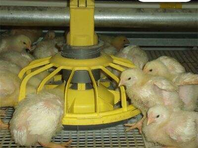 O Impacto do Equipamento Avançado de Criação de Frangos no Índice de Produção de Frangos de Corte