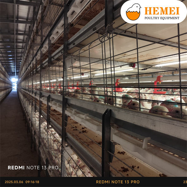 Enhancing Poultry Welfare and Productivity