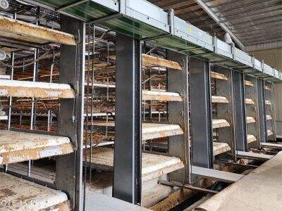 Why automatic broiler harvesting cage equipment is more and more popular in the Philippines?