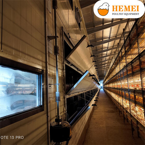 Conditions de vie inhumaines pour les poulets de chair dans les cages