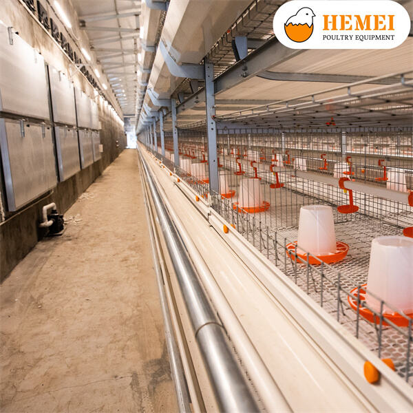 Invest in Durable and Efficient Broiler Cages