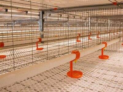 Por que os equipamentos avançados para criação de aves podem controlar eficazmente a doença?