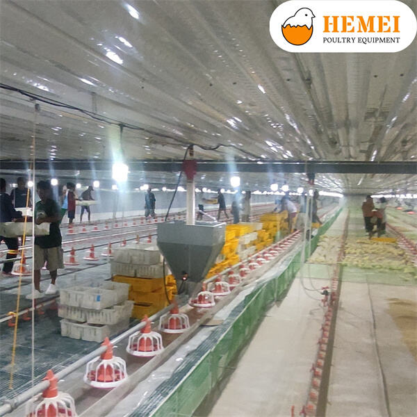 Maximizing Yield and Profit with Broiler Equipmen