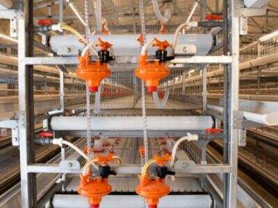Warum kann geeignete Geflügelfarm-Ausrüstung die Temperatur im Tunnelventilations-Stall auf die ideale Temperatur regulieren