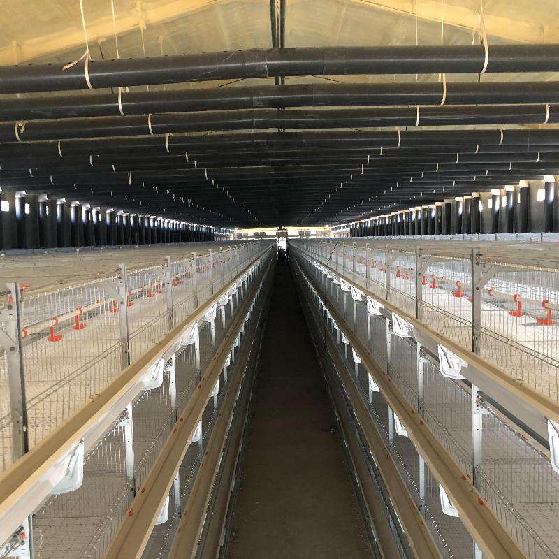 Peranti kandang ayam broiler jenis H