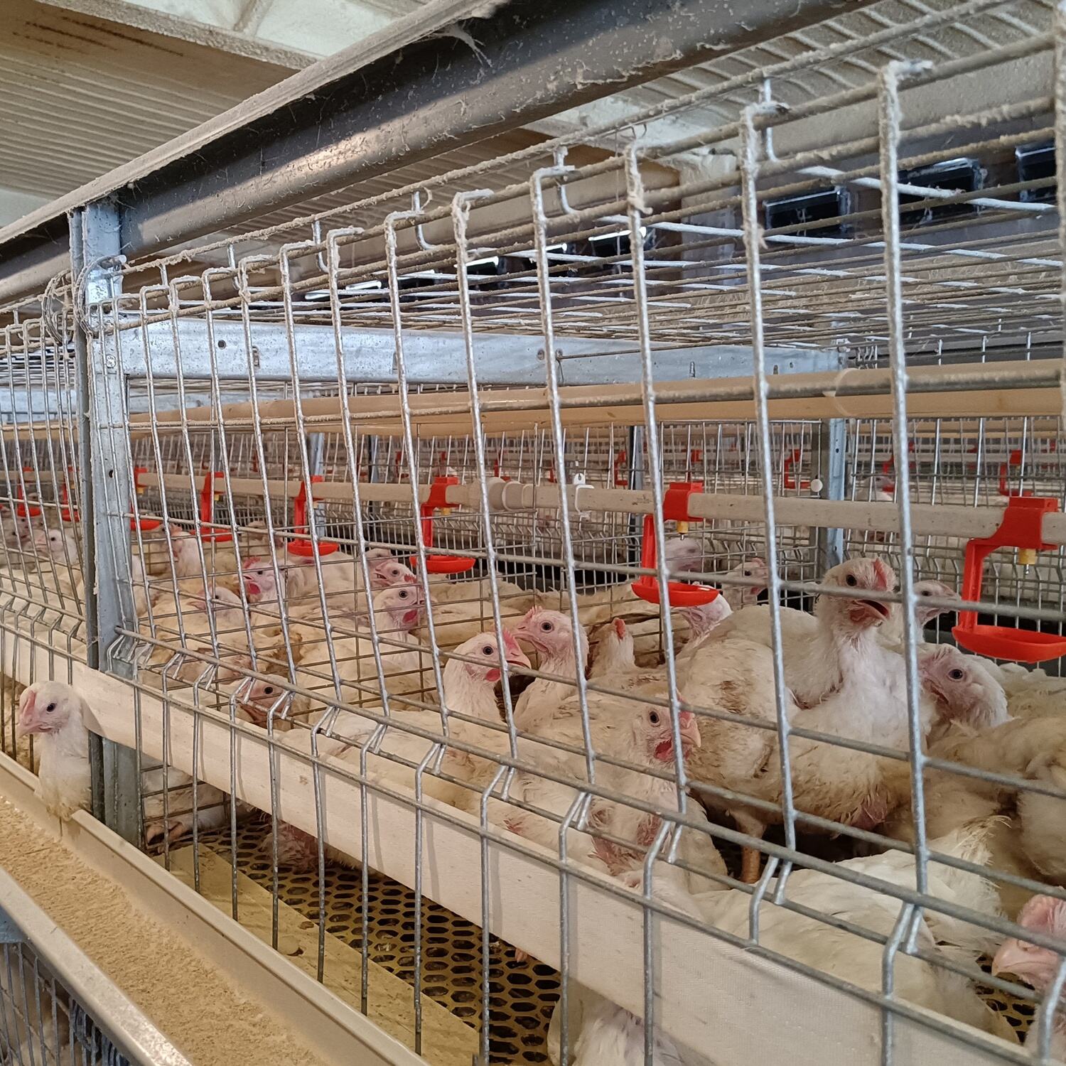 Manual Harvesting Broiler Cage 