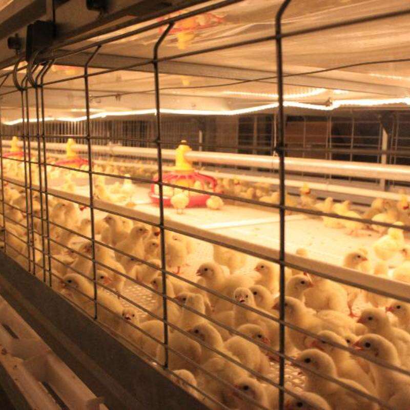 Automatic Harvesting Broiler Cage