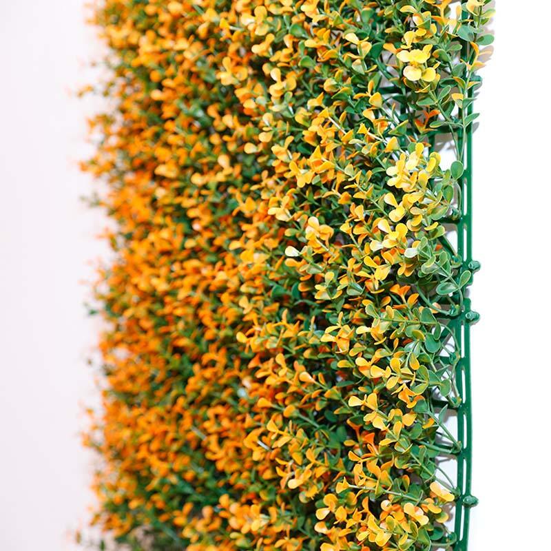 Eucalyptus