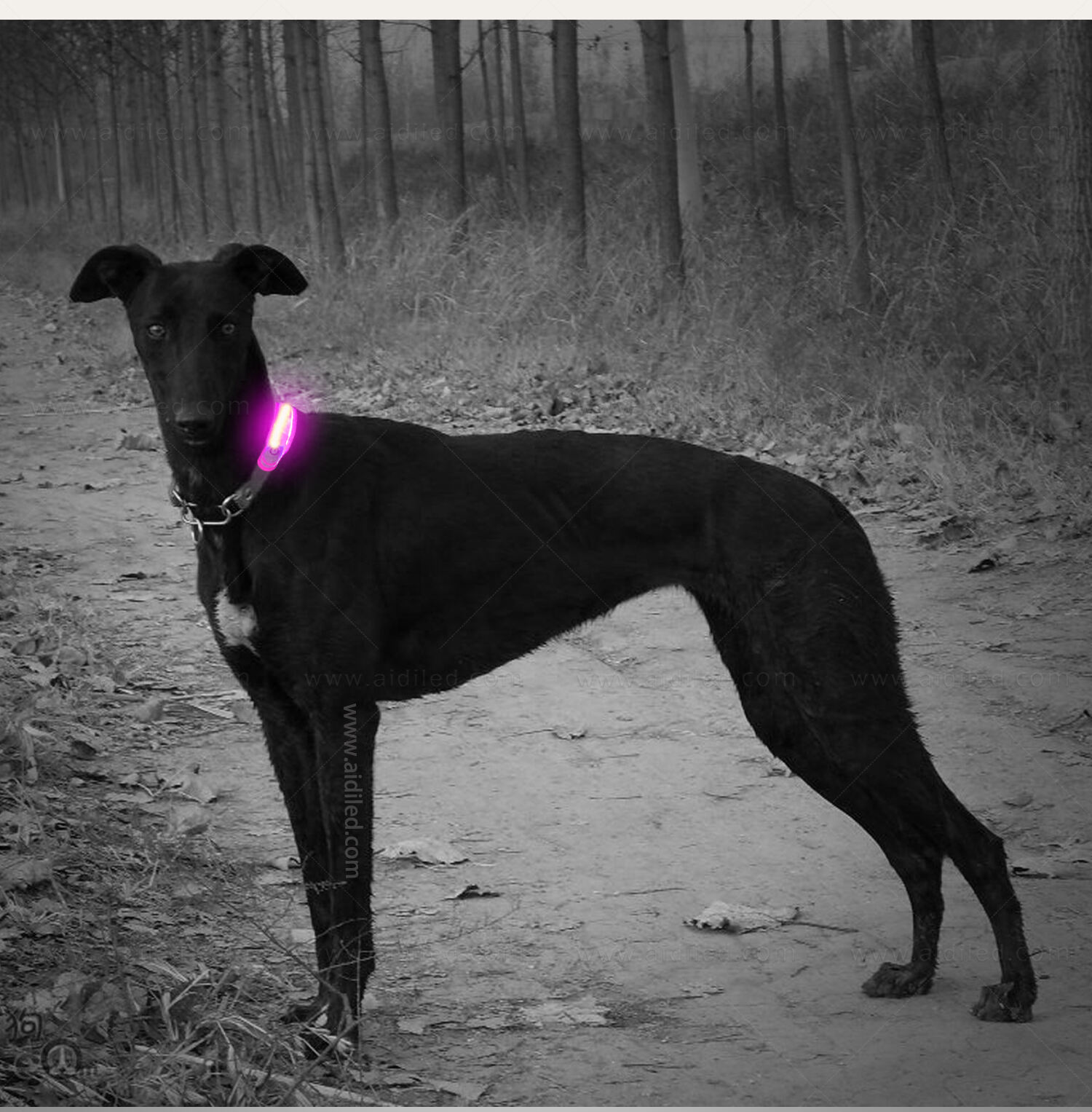 AIDI-M3 LED dog collar supplier