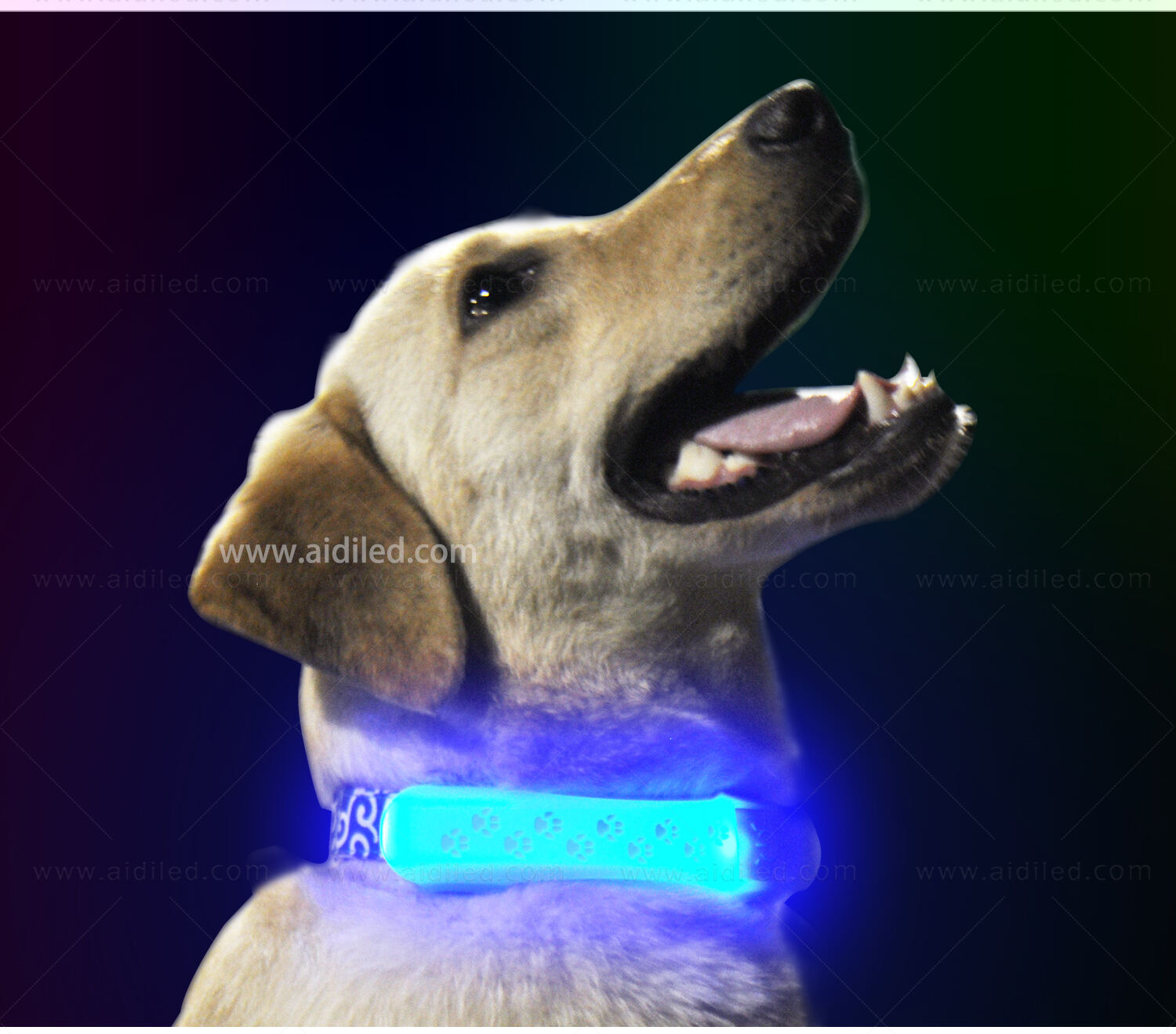 AIDI-M2LED dog collar supplier