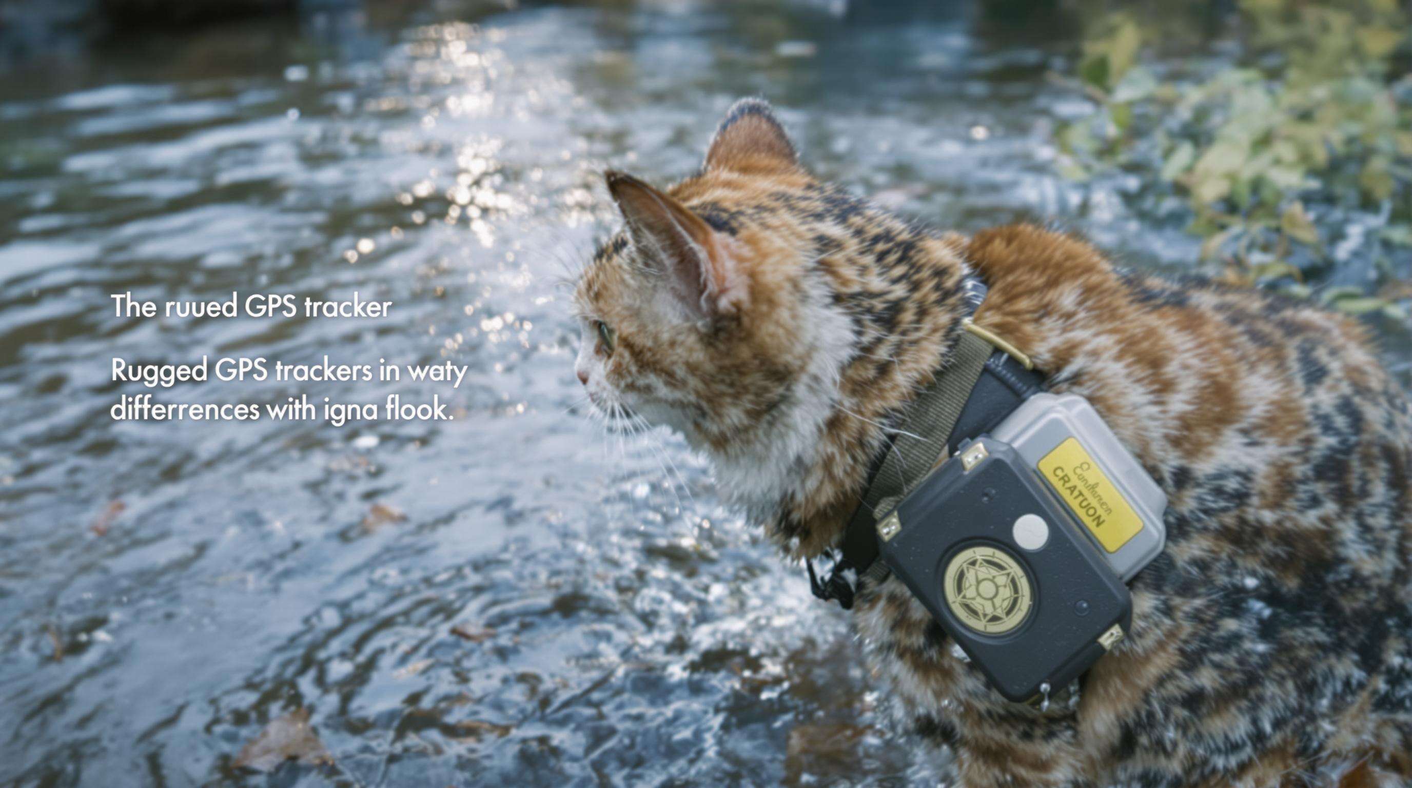 Cat near a flooded stream wearing a GPS tracker, highlighting robust waterproof protection in extreme weather