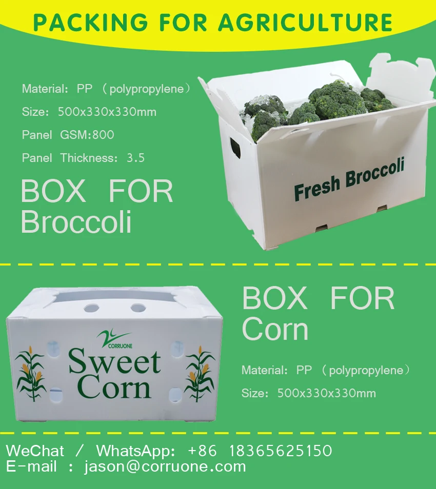 Customized Pp Sweet Corn Box Plastic Asparagus Box Recyclable PP Corrugated Plastic Corn Box details