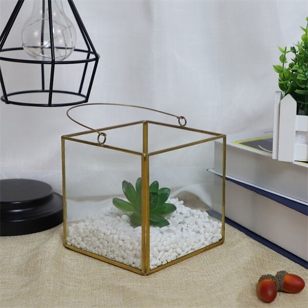 Choosing the Right Plants for Your Indoor Terrarium