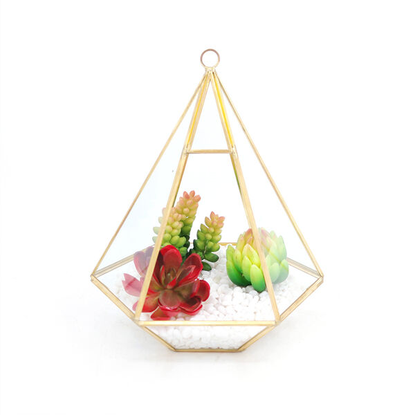 Choisir les bonnes plantes pour les pots de terrarium