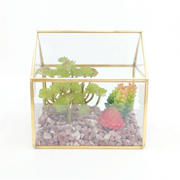 Choosing the right plants for your terrarium design