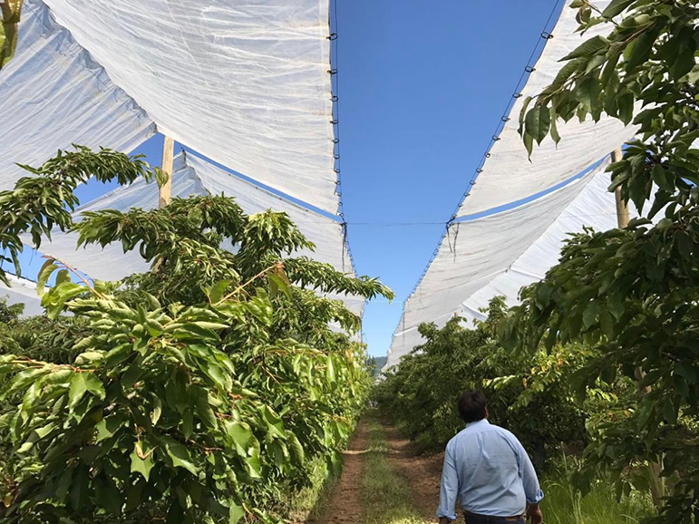 Agriculture Polyethylene Tarpaulin