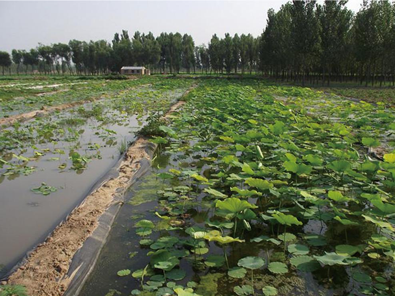 Agriculture Polyethylene Tarpaulin