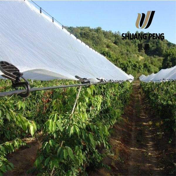 Easy to Install and Maintain Clear Greenhouse Plastic Sheeting
