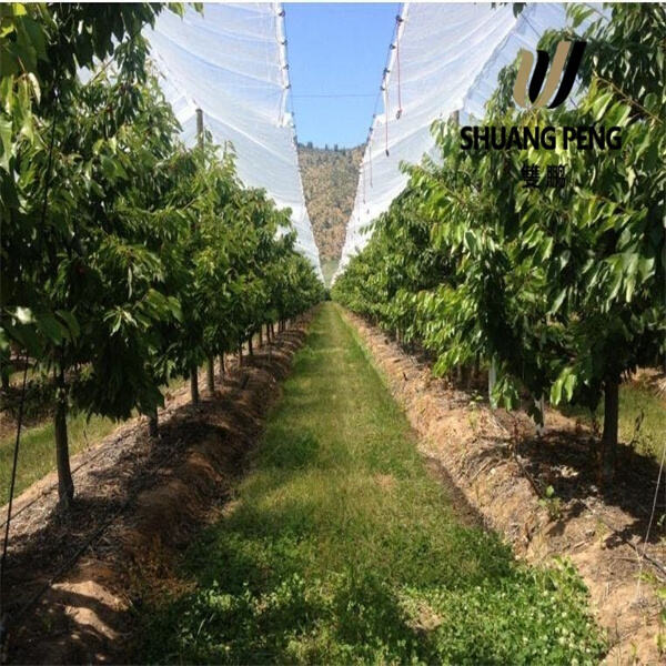 Cost-Effective Solution for Effective Plant Growth with Clear Greenhouse Plastic Sheeting