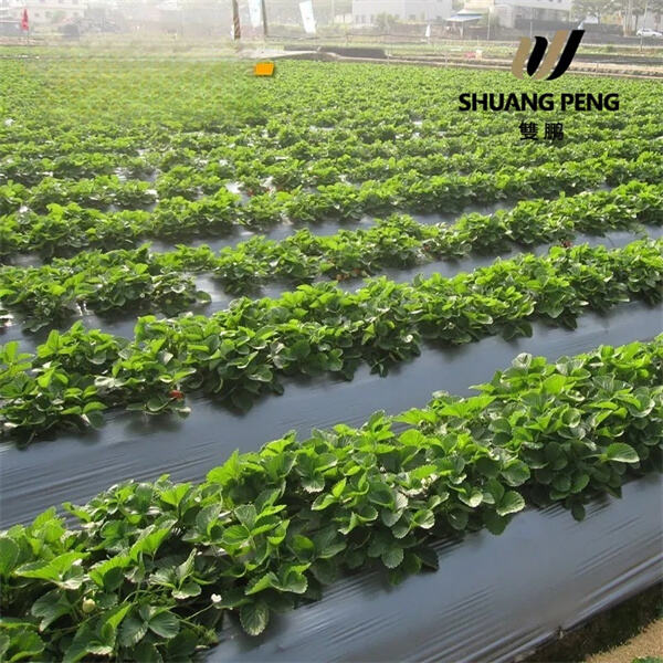 Cây Trồng Khỏe Mạnh Bắt Đầu Từ Vải Chống Cỏ Dại
