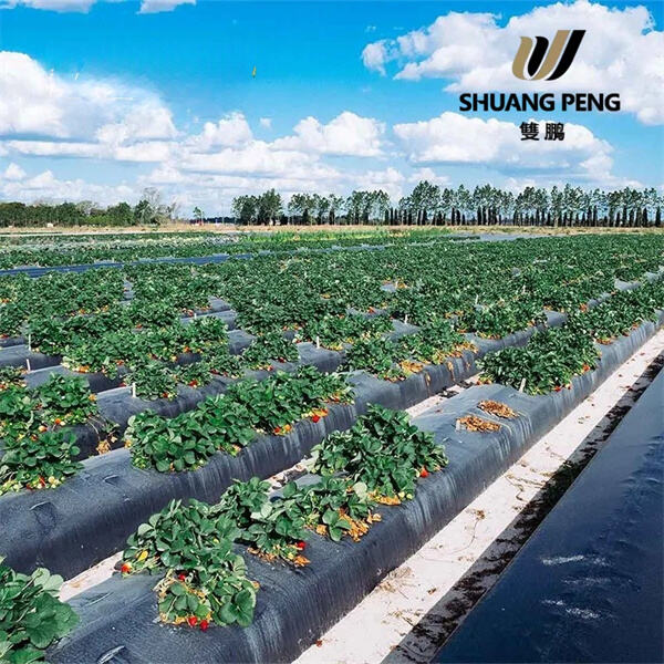 Giải Pháp Tối Ưu Cho Vườn Không Cỏ Dại