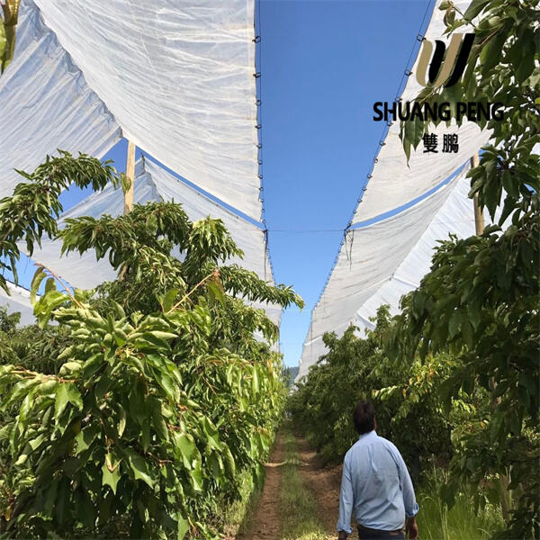 Protect Your Plants from Harsh Weather with Clear Greenhouse Plastic Sheeting