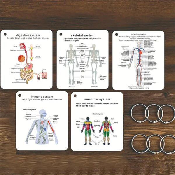 Ace your exams with the help of meticulously designed anatomy flashcards
