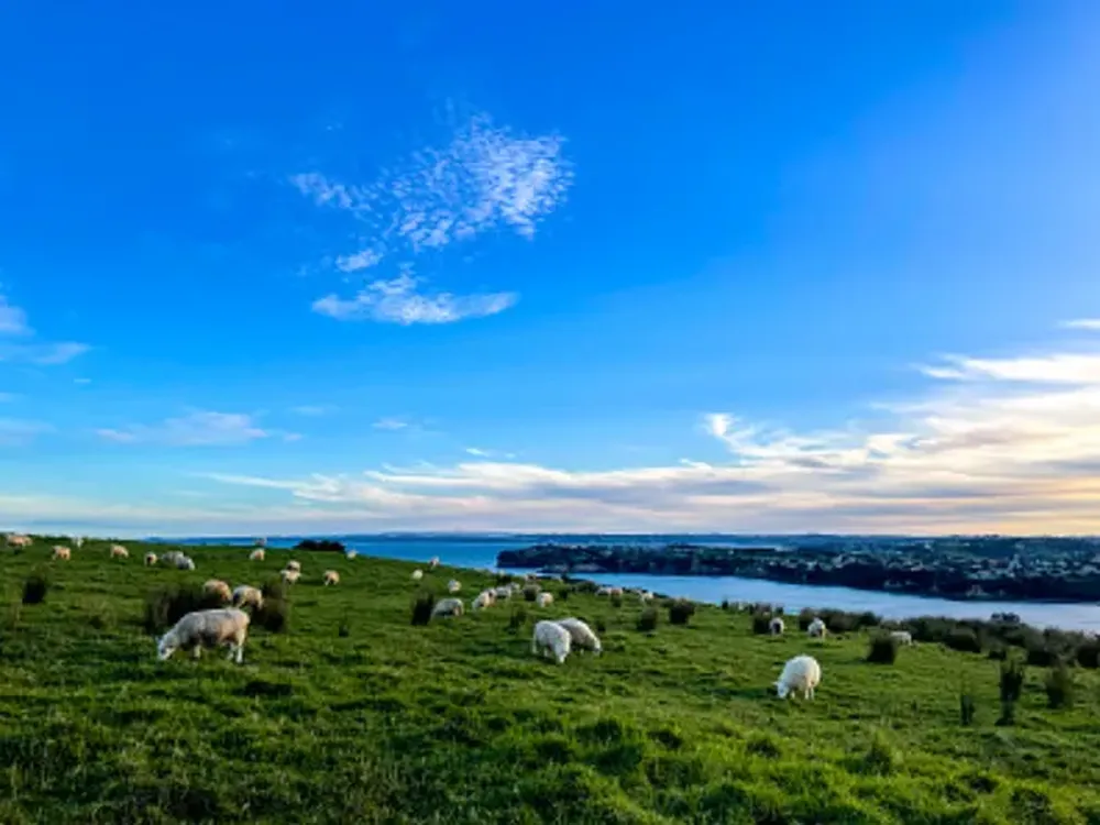 Freight Forwarding China To Nz