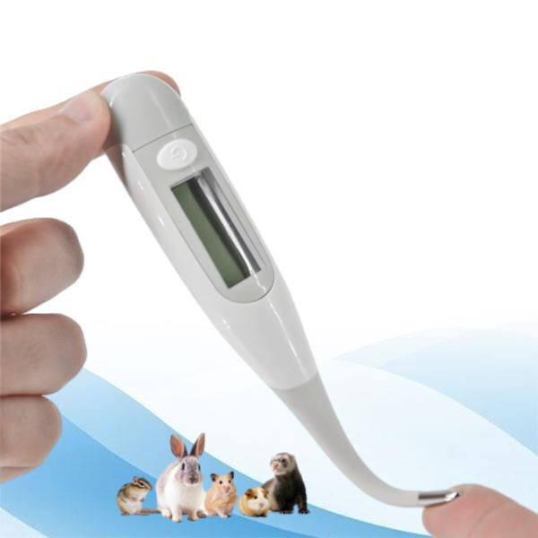 La Importancia de Lecturas de Temperatura Precisas para el Bienestar de Tu Canino