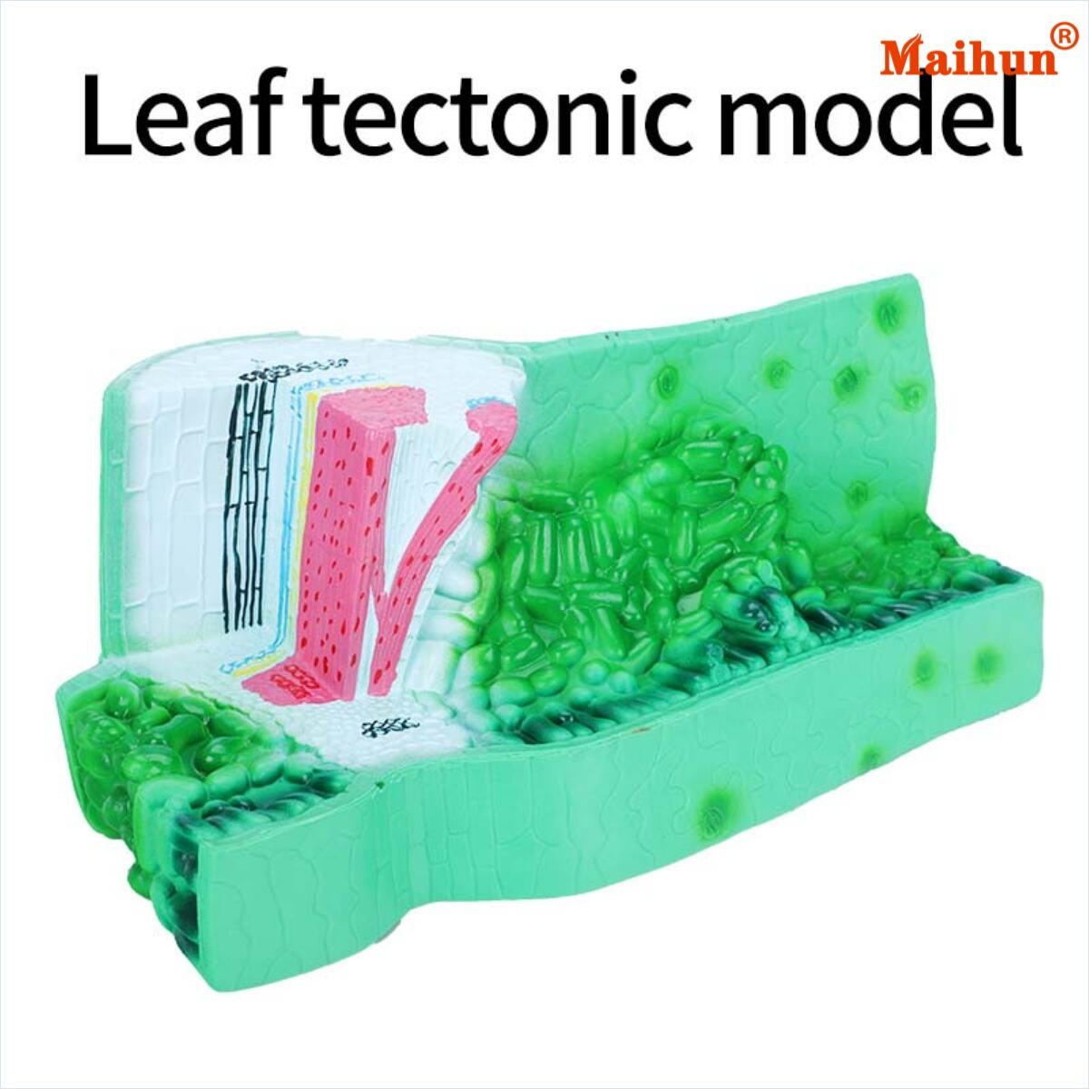 卸売購入向けの高品質な葉の解剖モデルをどこで見つけるか