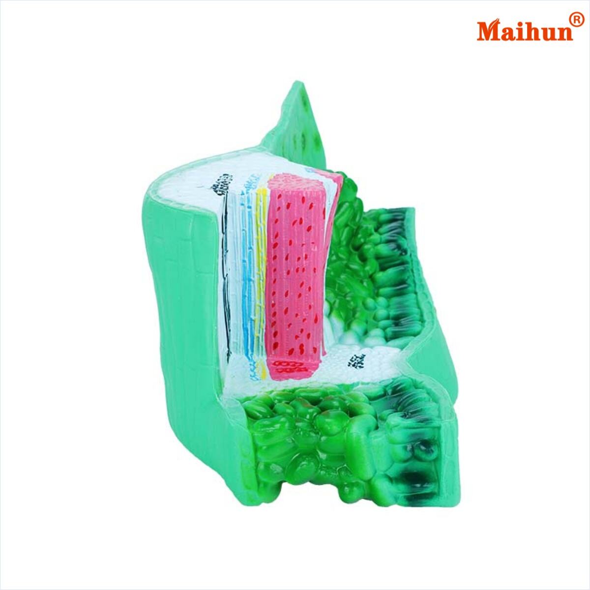 What Factors Should You Consider When Sourcing Leaf Structure Models?