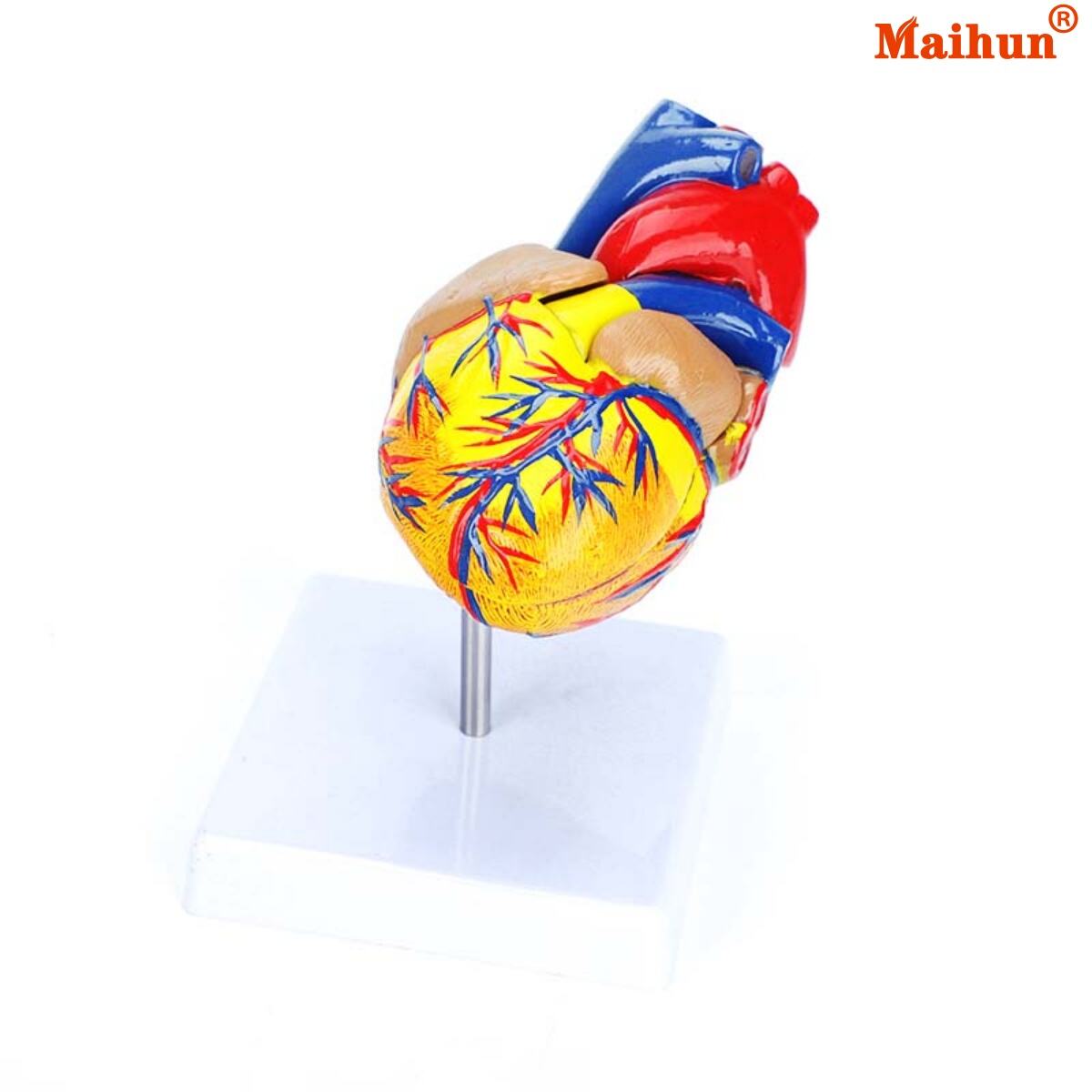 Where to Find Affordable Wholesale Anatomy Models for Your Classroom