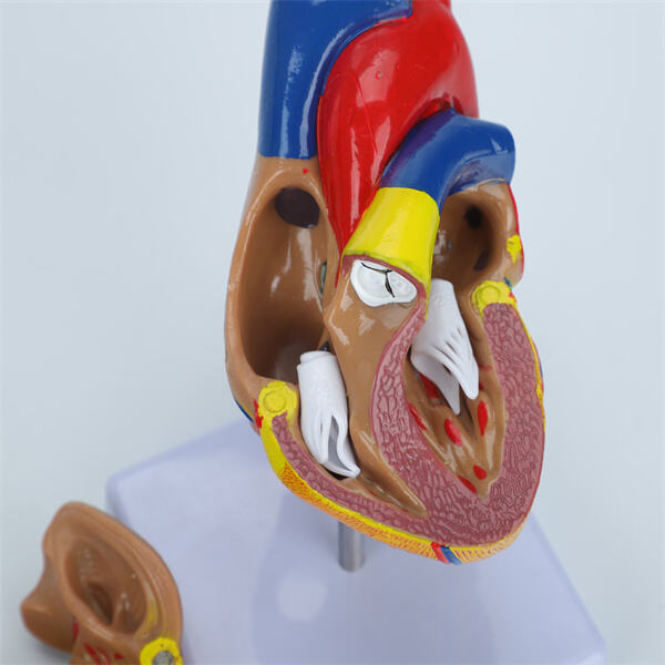 Objevujte vnější fungování lidského těla s realistickým modelem orgánů.