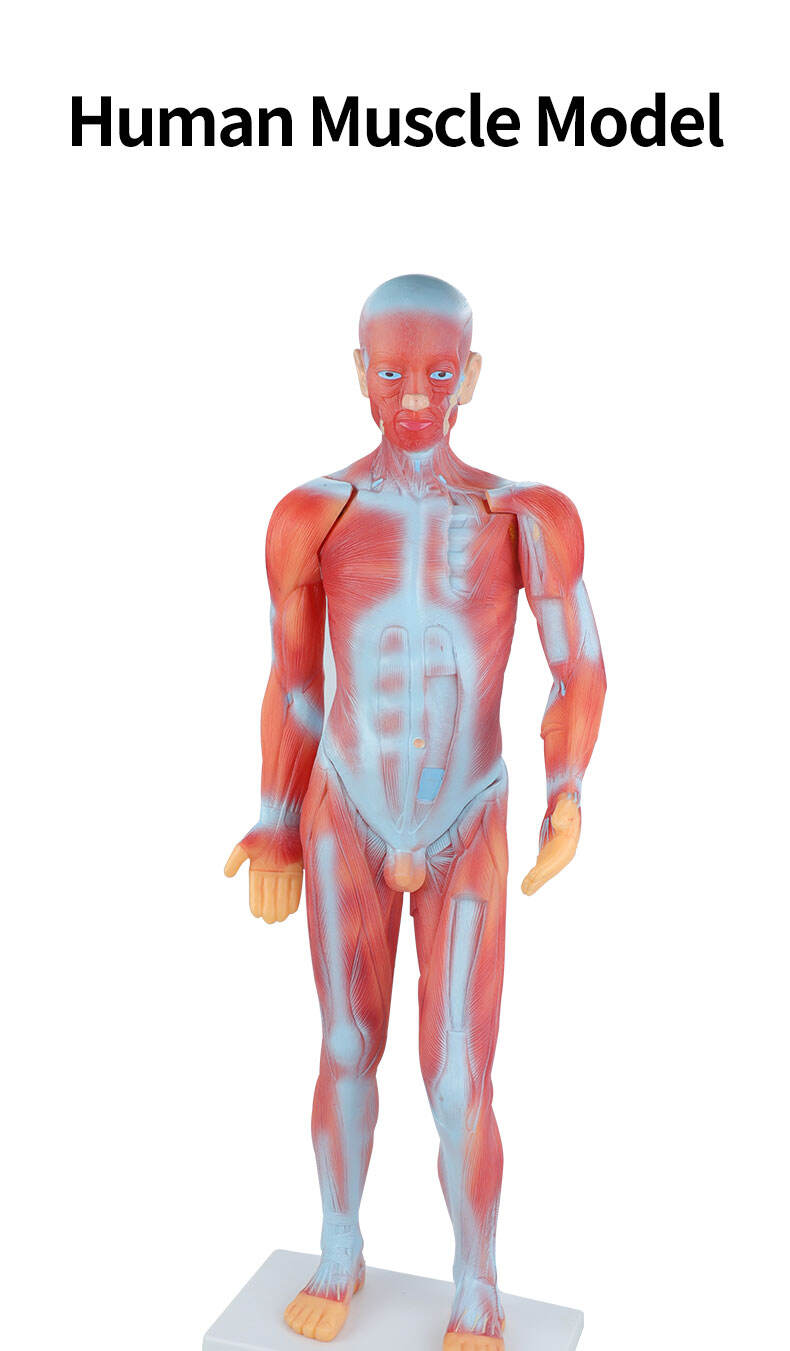 product human whole body manikin organ teaching model body muscle dissection anatomy model 85cm-55