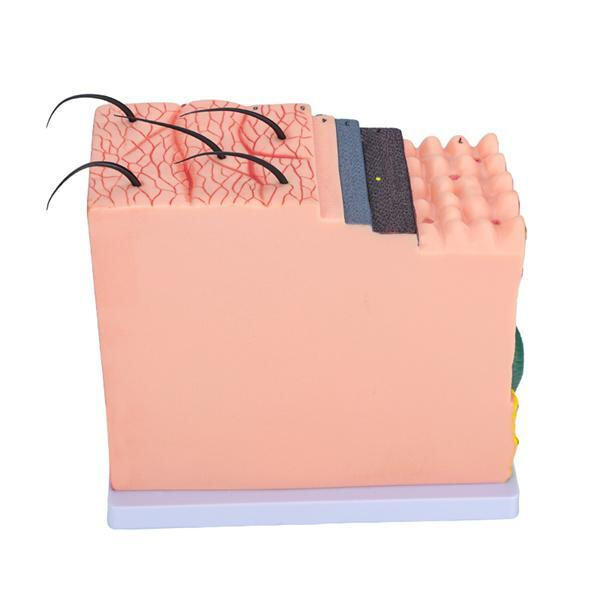 Streamlining medical education and training with realistic anatomical replicas