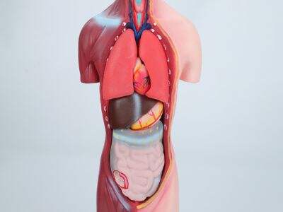 Top 3D Human Body Models for Hospitals, Clinics, and Classrooms