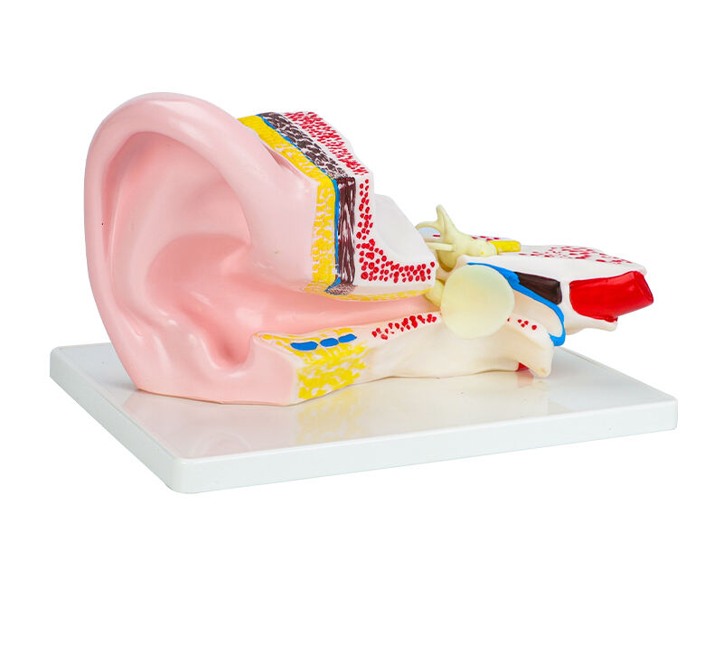 product the bix a1058 anatomical middle ear model shows all the major structures associated with hearing and balance-56