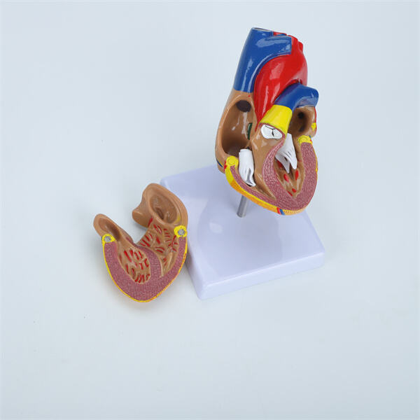 Vzdělávací nástroj pro studium funkcí a struktury klíčových lidských orgánů.