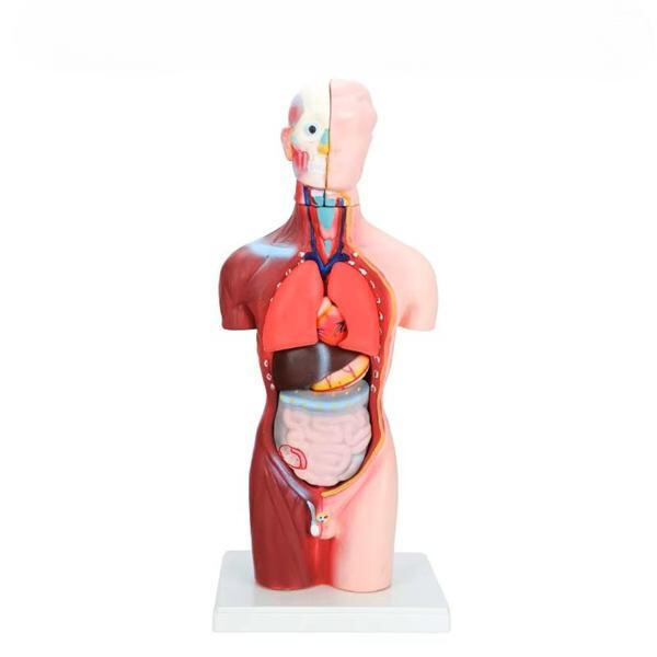 Fast and Reliable Shipping for Anatomical Medical Models Delivery