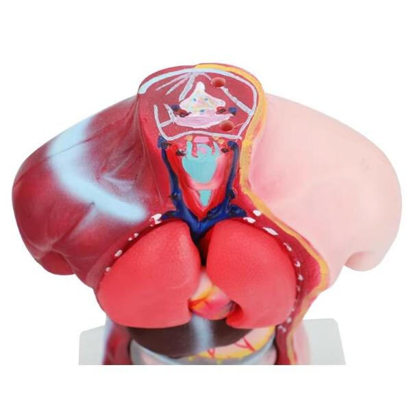 Explore the future of healthcare education with our cutting-edge 3D printed anatomy replicas