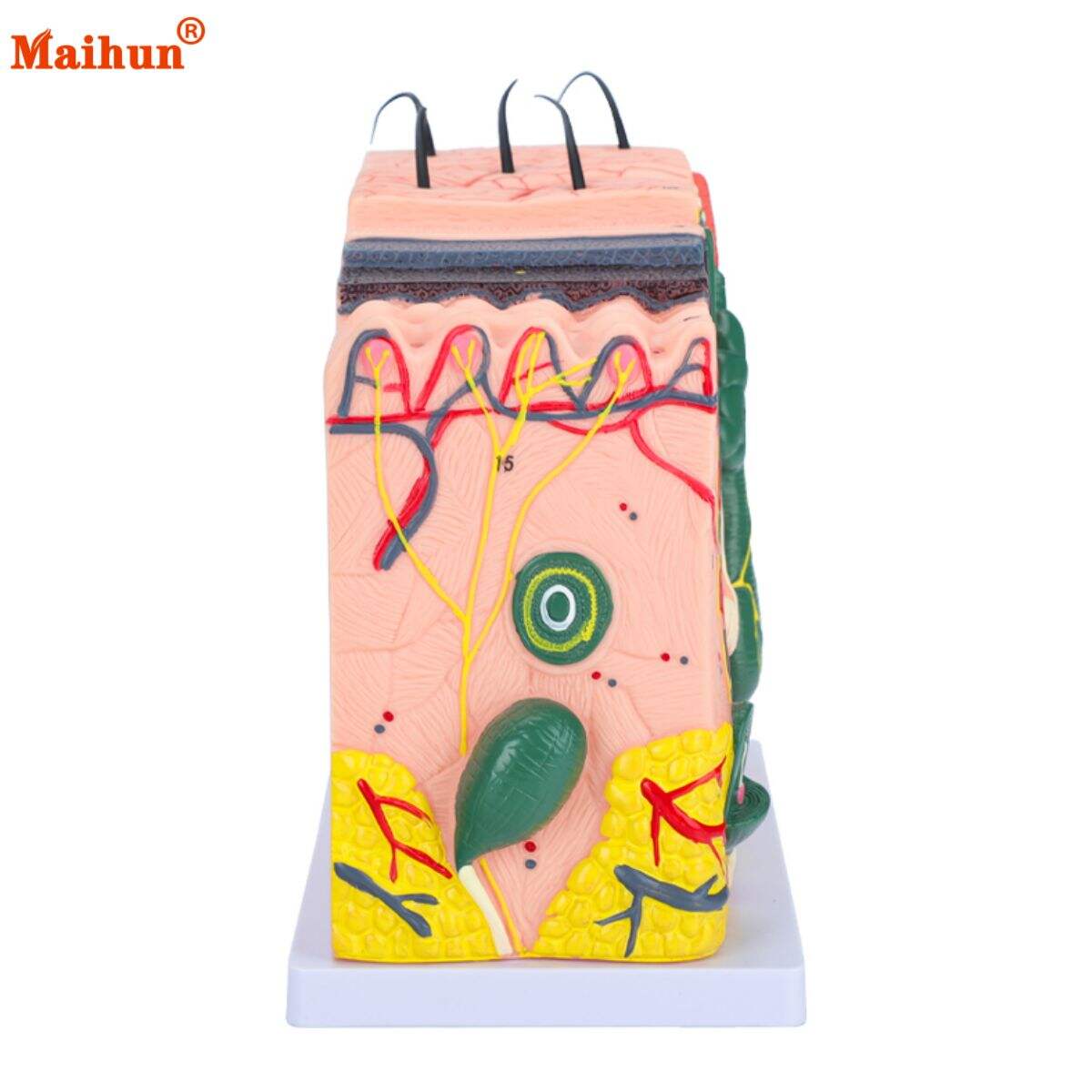 How 3D Skin Models Enhance Patient Communication and Education