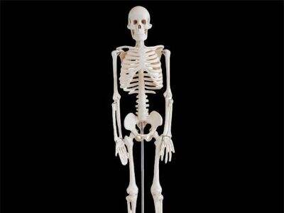 How to Customize 3D Anatomy Models for Your School or Institution