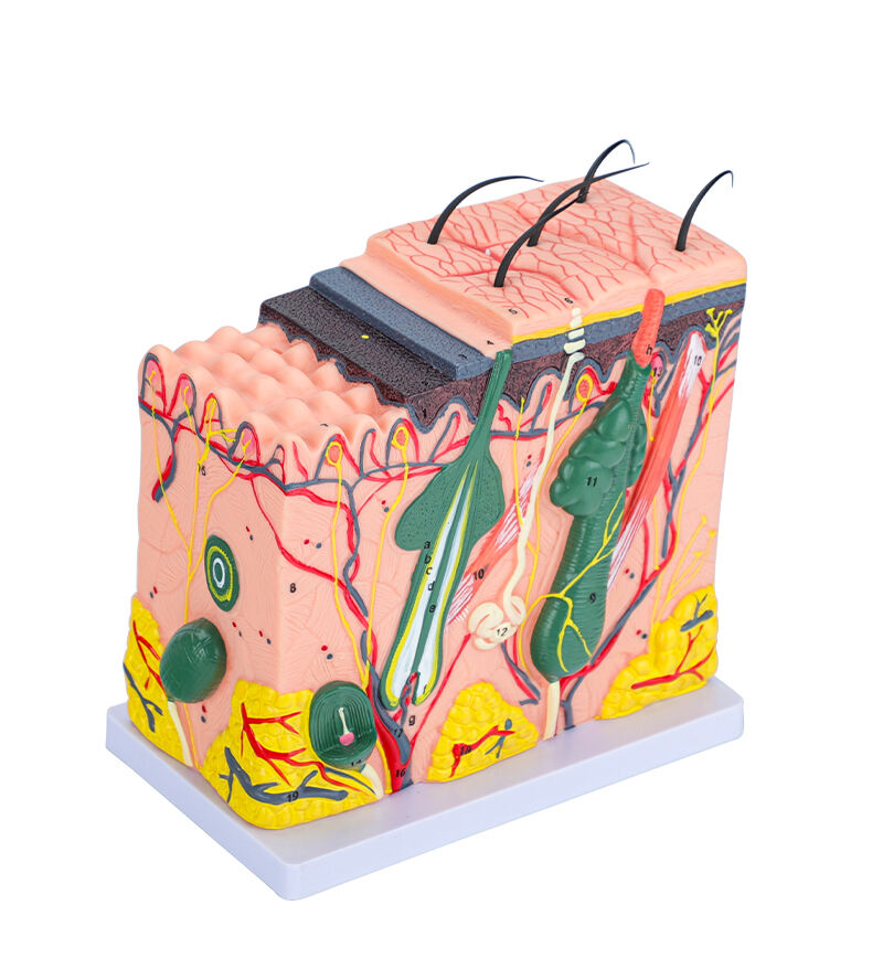 product teaching using magnified anatomical structure 3d model skin 70 times clear pvc material skin anatomy expanded model-55