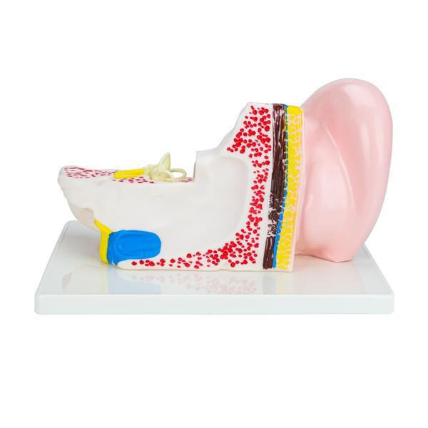 Easy to Understand and Assemble for Hands-On Learning Experience